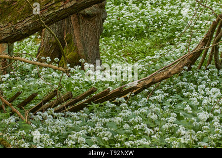 Domaine de l'ail sauvage, rançon, dans un paysage naturel, West Sussex, Angleterre, Royaume-Uni, Europe Banque D'Images