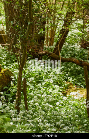 Domaine de l'ail sauvage, rançon, dans un paysage naturel, West Sussex, Angleterre, Royaume-Uni, Europe Banque D'Images