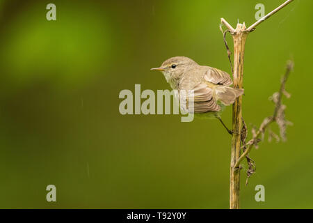 Grosbec casse-noyaux (Phylloscopus collybita). Un oiseau commun sur un fond vert. Pologne Banque D'Images