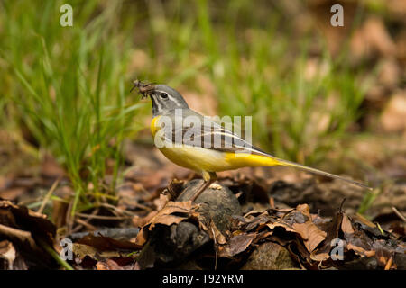 Oiseau sur l'arrière-plan d'un ruisseau de montagne. Bergeronnette des ruisseaux (Motacilla cinerea). Bieszczady. Pologne Banque D'Images