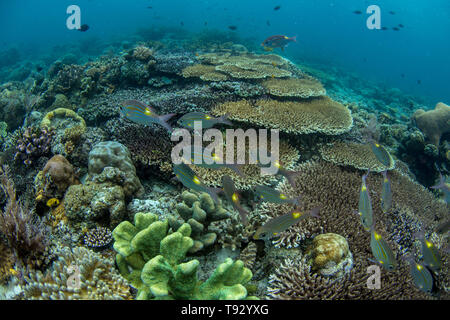 Striped bream à gros yeux (Gnathodentex aureolineatus), Raja Ampat, Papouasie occidentale, en Indonésie. Banque D'Images