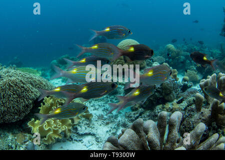 Striped bream à gros yeux (Gnathodentex aureolineatus), Raja Ampat, Papouasie occidentale, en Indonésie. Banque D'Images