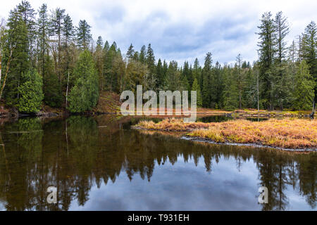 Marais, forêt, étang et un jour de pluie au lac Banque D'Images