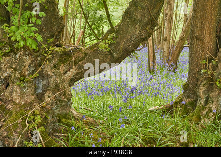 L'article de bluebell wood avec tronc d'arbre solide ancrage dans le soleil du printemps Banque D'Images