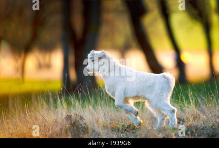 Mignon yeanling s'exécutant sur field at sunset Banque D'Images