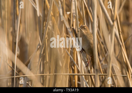 Savi's Warbler (Locustella luscinioides). Entre les roseaux d'oiseaux. Polésie. L'Ukraine Banque D'Images