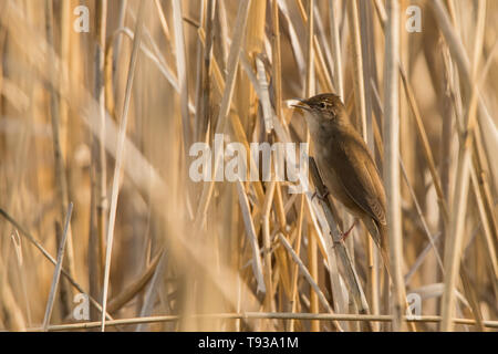 Savi's Warbler (Locustella luscinioides). Entre les roseaux d'oiseaux. Polésie. L'Ukraine Banque D'Images