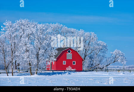 Grange rouge entouré d'arbres couverts de givre par de lourdes près de Deacon's Corner Manitoba Canada Banque D'Images