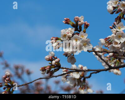 Fleur de cerisier Sakura Tokio Japon Avril 2019 Banque D'Images