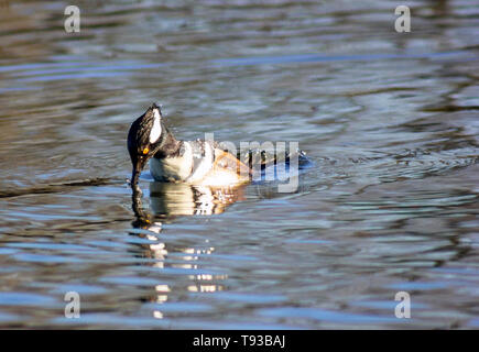 Beau mâle canard bec-scie la natation et la plongée dans le lac de Lafarge. drôle d'oiseau l'affichage c'est beau le noir et blanc, capot corps orange Banque D'Images