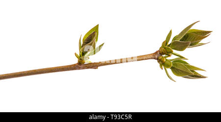 Les jeunes feuilles vertes sur une branche de lilas sur fond blanc Banque D'Images