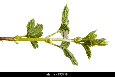 Hop des plantes avec des feuilles vertes. Isolated on white Banque D'Images