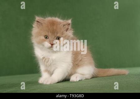 Highlander chaton Banque D'Images