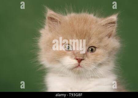 Highlander chaton Banque D'Images