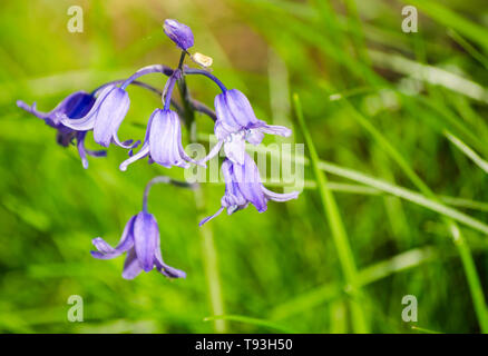 Jacinthe mauve sauvage photo photographie macro Banque D'Images