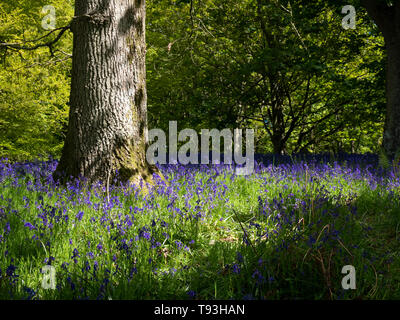 Délice de printemps coloré dans Flakebridge avec jacinthes des bois près de Appleby dans Cumbria Banque D'Images