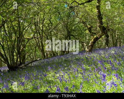 Délice de printemps coloré dans Flakebridge avec jacinthes des bois près de Appleby dans Cumbria Banque D'Images