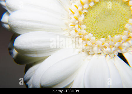 Macro photographie photo d'un gerbera blanc isolé, libre de fleurs Banque D'Images