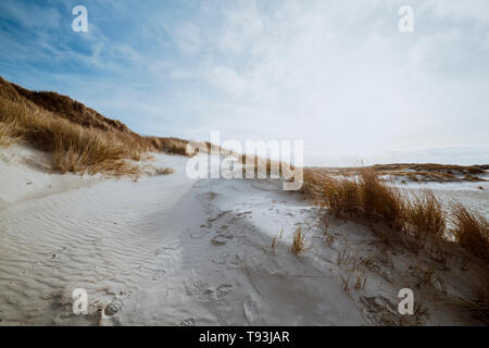 Hardy ammophile sur les dunes de sable blanc immaculé, Soleil voilé par un contre-jour dans un cadre idyllique paysage pittoresque sur Amrum, Frise du Nord, en Allemagne dans un billet desti Banque D'Images