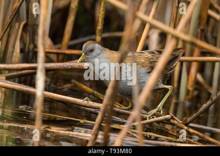 Little crake (Porzana parva). Des hommes. Polésie. L'Ukraine Banque D'Images