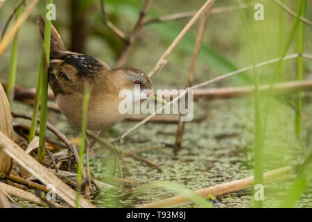 Little crake (Porzana parva). Des femmes. Polésie. L'Ukraine Banque D'Images