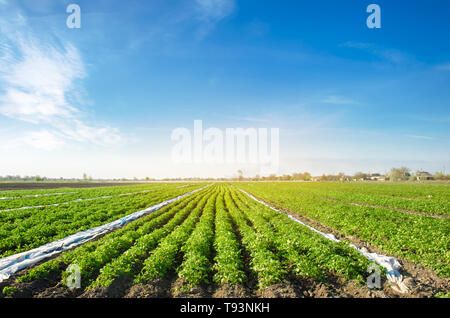 Les plantations de pommes de terre sont de plus en plus sur le terrain lors d'une journée ensoleillée. Beau paysage agricole. Accroître les légumes organiques. L'agriculture. L'agriculture. Sélectionnez Banque D'Images