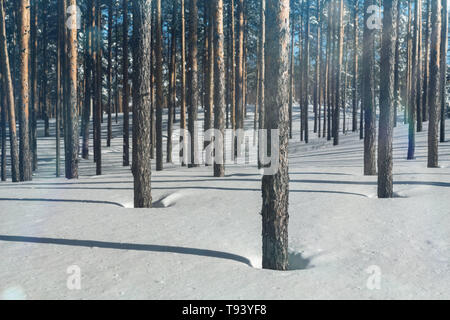 Forêt froide en hiver. Forêt de pins pur par temps ensoleillé. L'air glacial et la neige d'un blanc pur. Conte d'hiver Banque D'Images