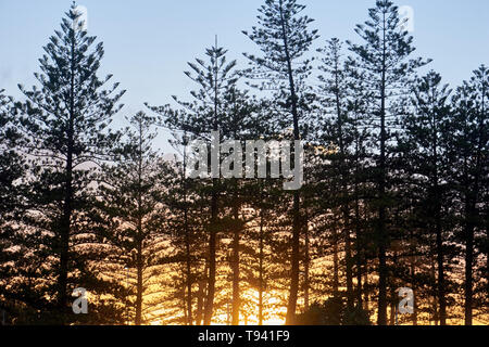 Coucher du soleil glorieux brillant à travers les arbres vers la fin de l'après-midi Banque D'Images