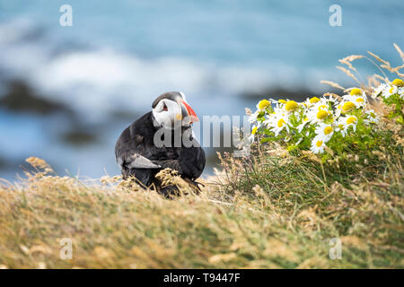 Fratercula arctica Macareux moine ou à Látrabjarg, Westfjords Banque D'Images