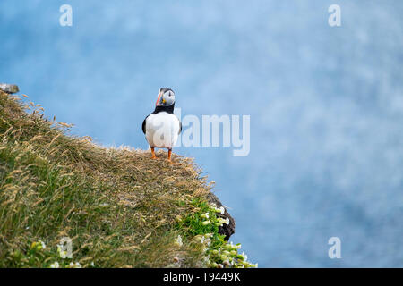 Fratercula arctica Macareux moine ou à Látrabjarg, Westfjords Banque D'Images