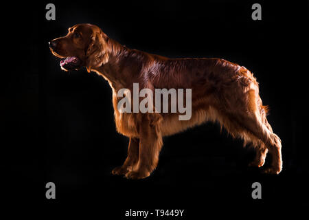 Chien Setter isolé sur fond noir en studio , Portrait de beau chien sur fond noir en studio Banque D'Images