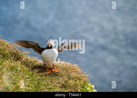 Fratercula arctica Macareux moine ou à Látrabjarg, Westfjords Banque D'Images