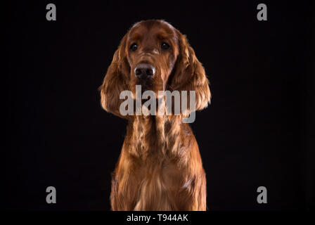 Chien Setter isolé sur fond noir en studio , Portrait de beau chien sur fond noir en studio Banque D'Images