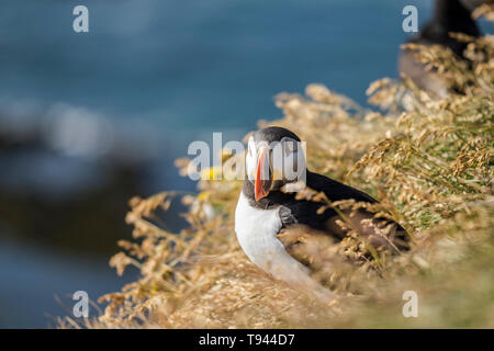 Fratercula arctica Macareux moine ou à Látrabjarg, Westfjords Banque D'Images