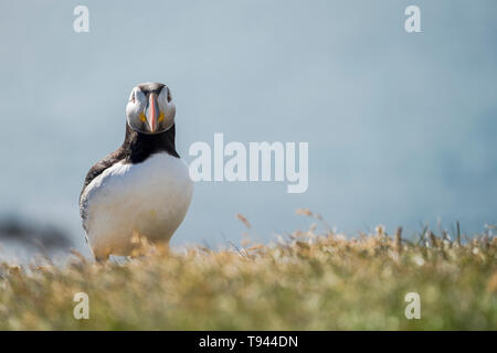 Fratercula arctica Macareux moine ou à Látrabjarg, Westfjords Banque D'Images