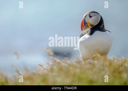 Fratercula arctica Macareux moine ou à Látrabjarg, Westfjords Banque D'Images