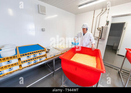 La fabrication du fromage à Brooke à Wye Valley Dairy Company dans la vallée de la Wye, au Pays de Galles. Lait de Jersey est utilisé pour le fromage et la crème glacée. Banque D'Images