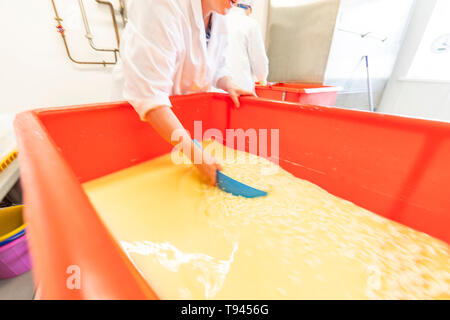 La fabrication du fromage à Brooke à Wye Valley Dairy Company dans la vallée de la Wye, au Pays de Galles. Lait de Jersey est utilisé pour le fromage et la crème glacée. Banque D'Images