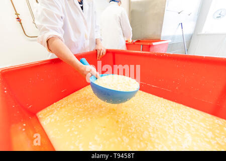 La fabrication du fromage à Brooke à Wye Valley Dairy Company dans la vallée de la Wye, au Pays de Galles. Lait de Jersey est utilisé pour le fromage et la crème glacée. Banque D'Images