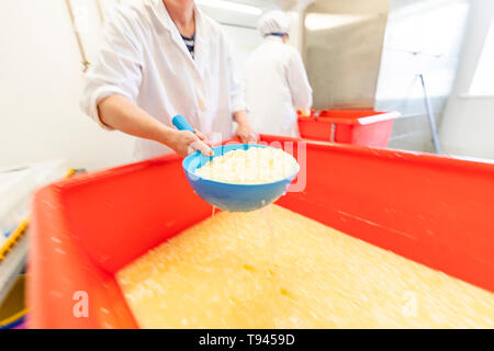 La fabrication du fromage à Brooke à Wye Valley Dairy Company dans la vallée de la Wye, au Pays de Galles. Lait de Jersey est utilisé pour le fromage et la crème glacée. Banque D'Images