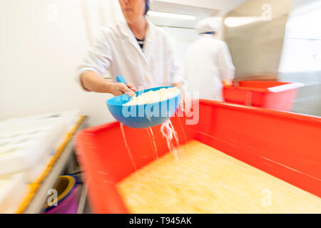 La fabrication du fromage à Brooke à Wye Valley Dairy Company dans la vallée de la Wye, au Pays de Galles. Lait de Jersey est utilisé pour le fromage et la crème glacée. Banque D'Images