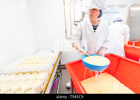 La fabrication du fromage à Brooke à Wye Valley Dairy Company dans la vallée de la Wye, au Pays de Galles. Lait de Jersey est utilisé pour le fromage et la crème glacée. Banque D'Images