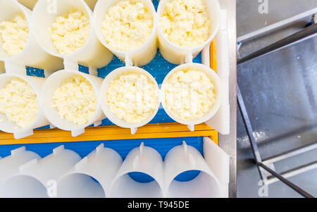 La fabrication du fromage à Brooke à Wye Valley Dairy Company dans la vallée de la Wye, au Pays de Galles. Lait de Jersey est utilisé pour le fromage et la crème glacée. Banque D'Images