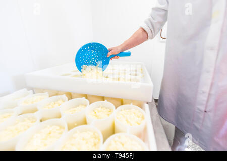 La fabrication du fromage à Brooke à Wye Valley Dairy Company dans la vallée de la Wye, au Pays de Galles. Lait de Jersey est utilisé pour le fromage et la crème glacée. Banque D'Images