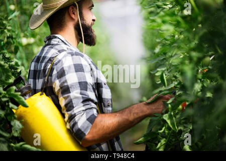 Friendly farmer au travail en serre. Banque D'Images