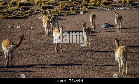 Les vigognes dans l'Altiplano de la Cordillère des Andes, San Pedro de Atacama au Chili Banque D'Images