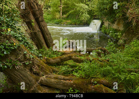 Cascade de la rivière Medway et chemin de campagne du Sussex, au début du printemps, en Angleterre, Royaume-Uni, Europe Banque D'Images