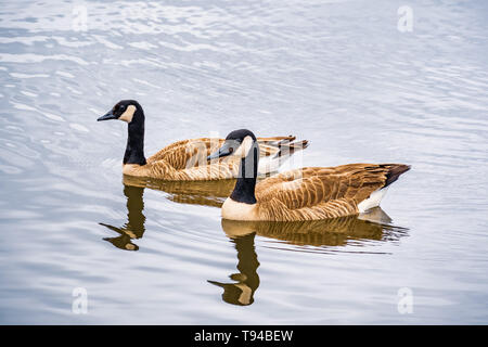 La bernache du Canada (Branta canadensis) Nager dans un lac, vue sur la montagne, région de la baie de San Francisco, Californie Banque D'Images