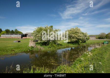 Une vue sur une ancienne section du canal de Lancaster, près du village de Crooklands dans Cumbria avec la floraison des arbres, l'aubépine Crataegus monogyna, sur son Banque D'Images