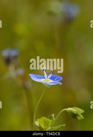Close-up de Veronica Persica flower blooming meadow contre l Banque D'Images